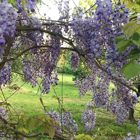 La Stregatta フチェッキオ